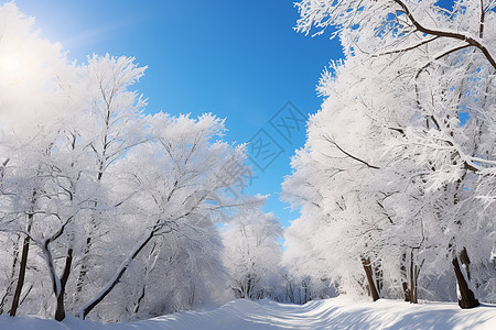 雪地里的树林图片
