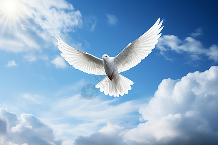 白鸽自由飞翔图片