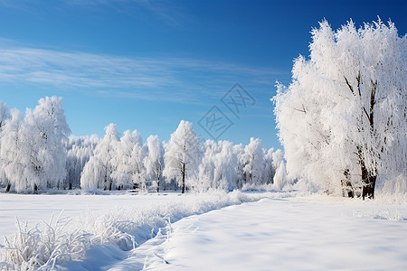 冬日森林美景图片