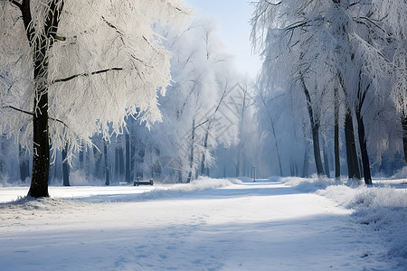 美丽的冬季雪景图片