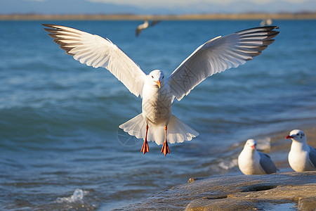 自由翱翔海鸥图片