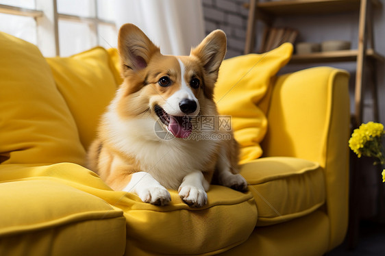 黄色沙发上的可爱宠物狗图片