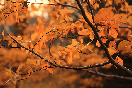 秋日艳阳下的黄叶图片