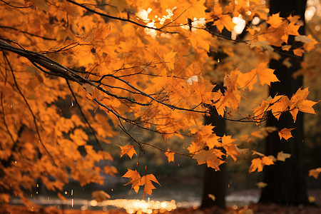 秋日枫林中的叶子图片