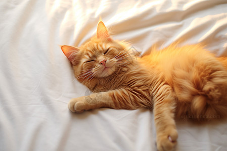 一只姜色猫咪图片