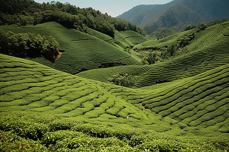 梯田中种植的茶叶背景图片