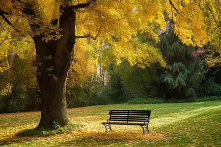 公园宁静的长椅图片