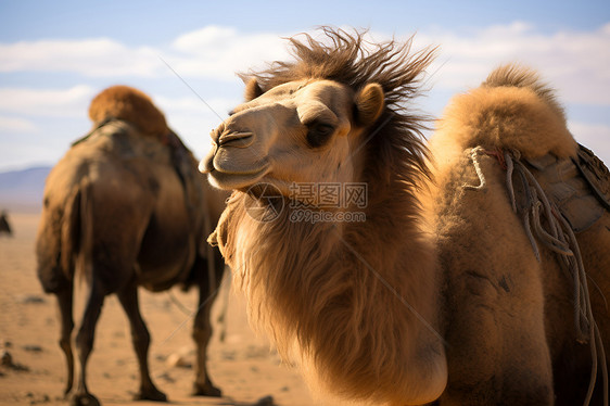 沙漠的骆驼图片