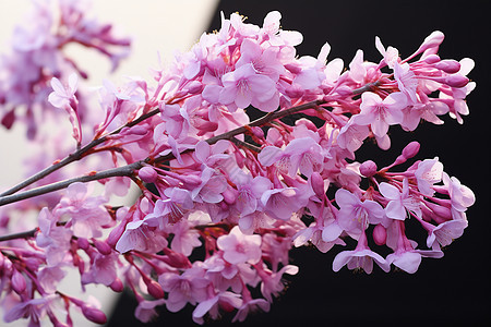 美丽的丁香花图片