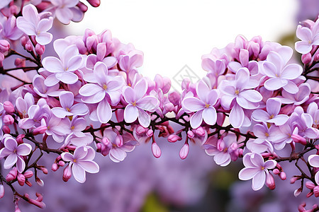 美丽紫花丛图片