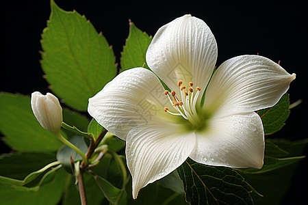 绿叶间的白花背景图片