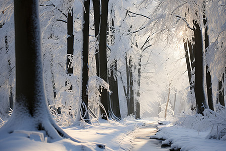 森林雪地小径背景