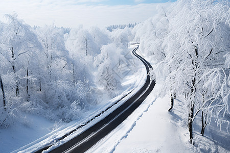 林中的雪道图片