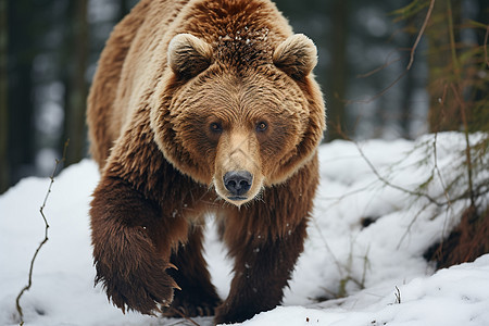 游走在雪地的棕熊图片
