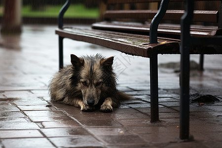 无家可归的小狗背景图片