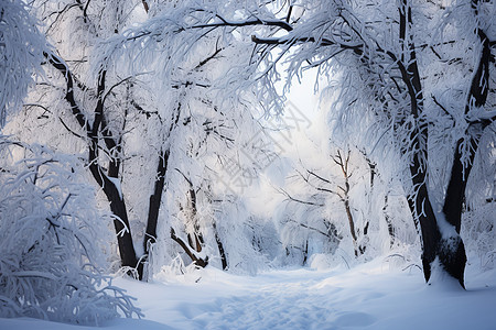 恬静雪地图片