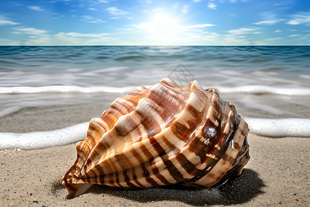 夏季海滩上的海螺图片