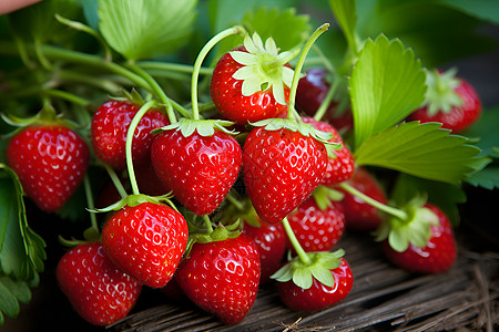草莓叶子新鲜的草莓背景