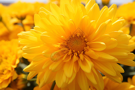 夏季菊花背景图片