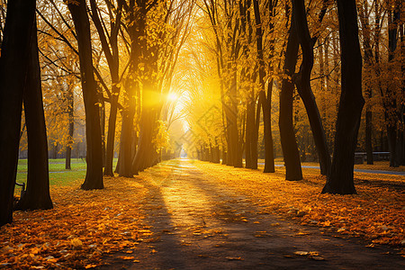 阳光透过树叶洒在地面上图片