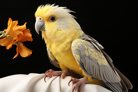 可爱的黄色鹦鹉图片