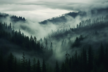 神秘的雾中森林图片