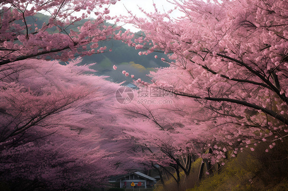 粉色花海图片