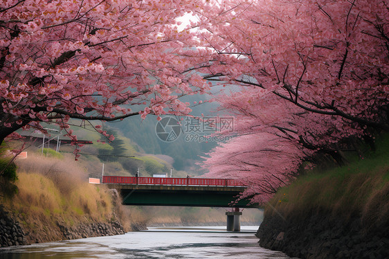 樱花桥上的美景图片