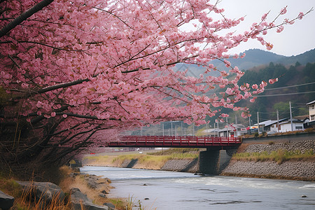 樱花河桥上的粉色花朵背景图片