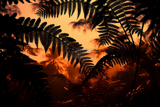 夜幕下的热带丛林景观图片