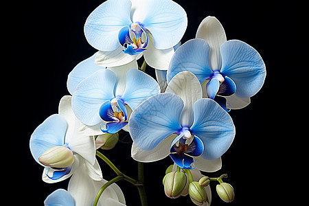 淡蓝色的花朵背景图片