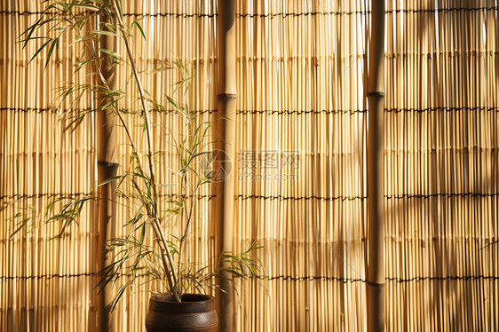 竹围墙下的植物图片