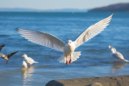 一群海鸥在蔚蓝海水上翱翔图片