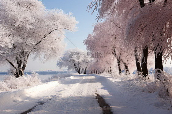 冬季白雪覆盖的森林景观图片