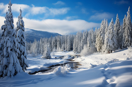 美丽的白雪森林景观图片
