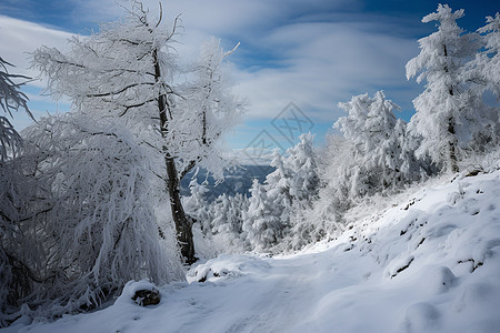冬季白雪覆盖的山林景观图片
