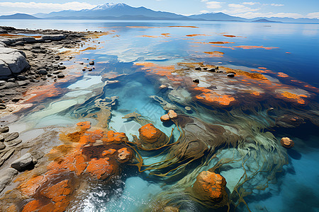 海湾探索背景图片