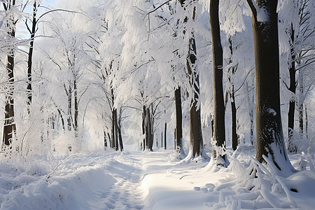 冬日大雪的森林背景图片