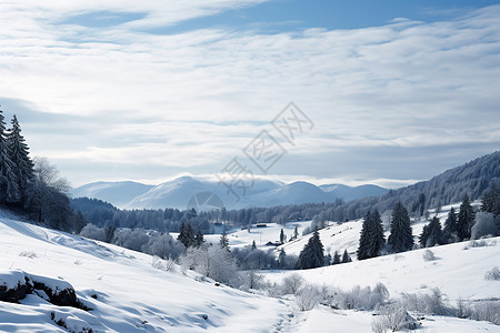 林间雪景图片