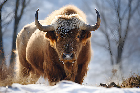 户外雪地中雄壮的野牛图片