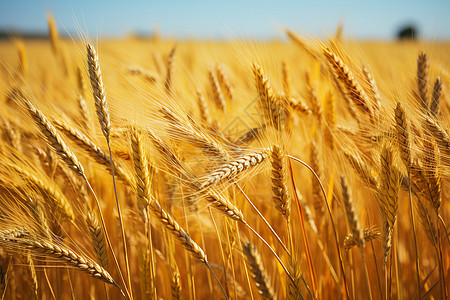 麦田里面丰收金黄的麦子背景图片