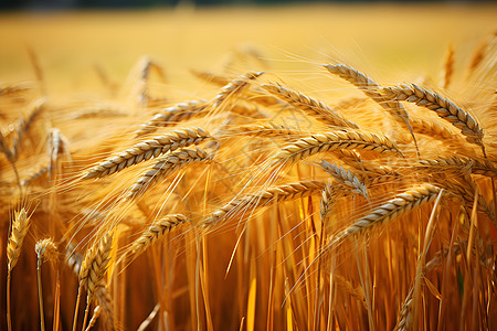 麦田里面金黄的麦子背景图片
