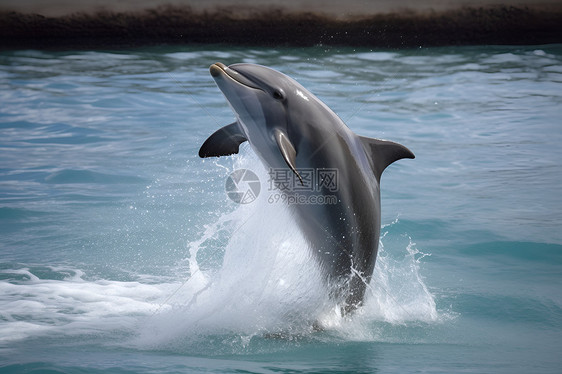 快乐的海豚在海面上跳跃图片