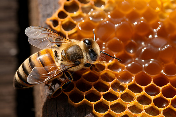 蜂巢上的农业蜂蜜图片