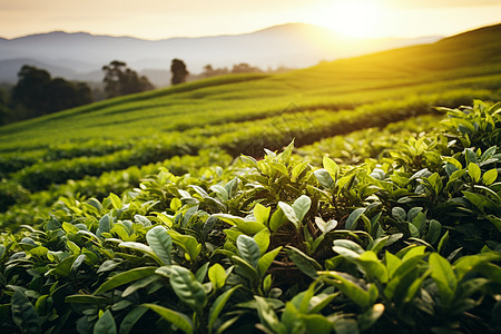 夕阳下的茶山图片