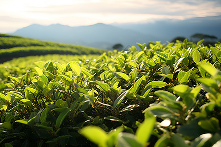 山谷里的茶山图片