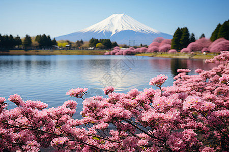 日本富士山的樱花背景图片