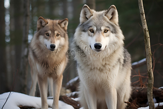 两只狼在森林中图片