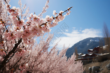 远处的山脉和樱花背景图片