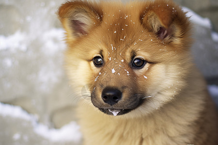 雪中小狗图片